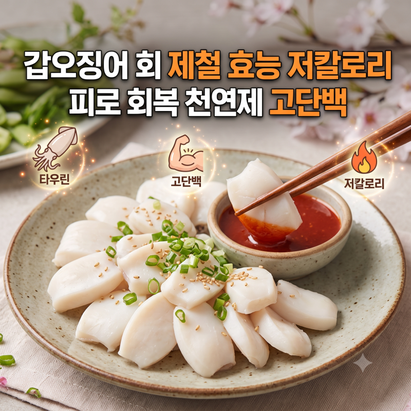 갑오징어 회 제철 효능 먹는방법 칼로리