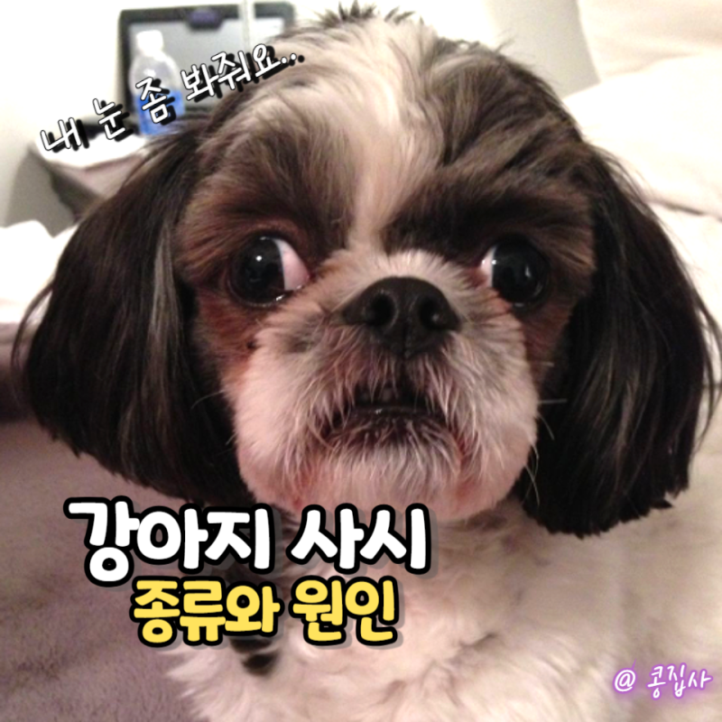 강아지 눈이 쏠려요! 사시 종류와 원인 치료법 총정리