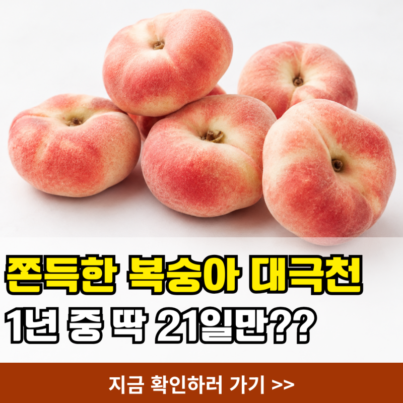 대극천 복숭아 나오는 시기와 당도 1년에 딱 3주만 맛보는 납작복숭아