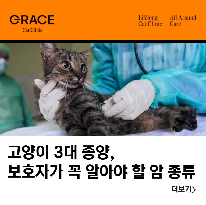고양이 3대 종양, 보호자가 꼭 알아야 할 대표 암 종류