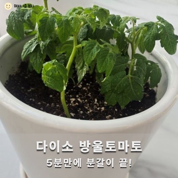 다이소 방울토마토 분갈이 후기 초보도 5분만에 끝낼수 있어요