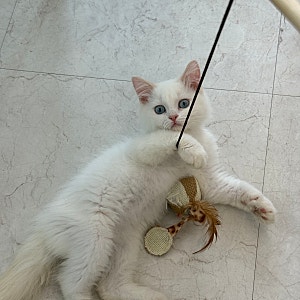 [아산]신정호 카페 추천 드레스입은고양이