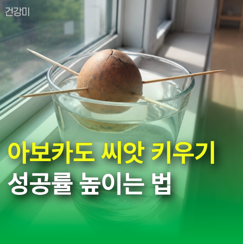 아보카도 씨앗 키우기 성공률 높이는 법: 썩기 전에 꼭 지켜야 할 '물 높이'
