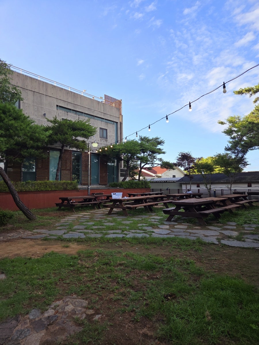 자작나무 사진 4
