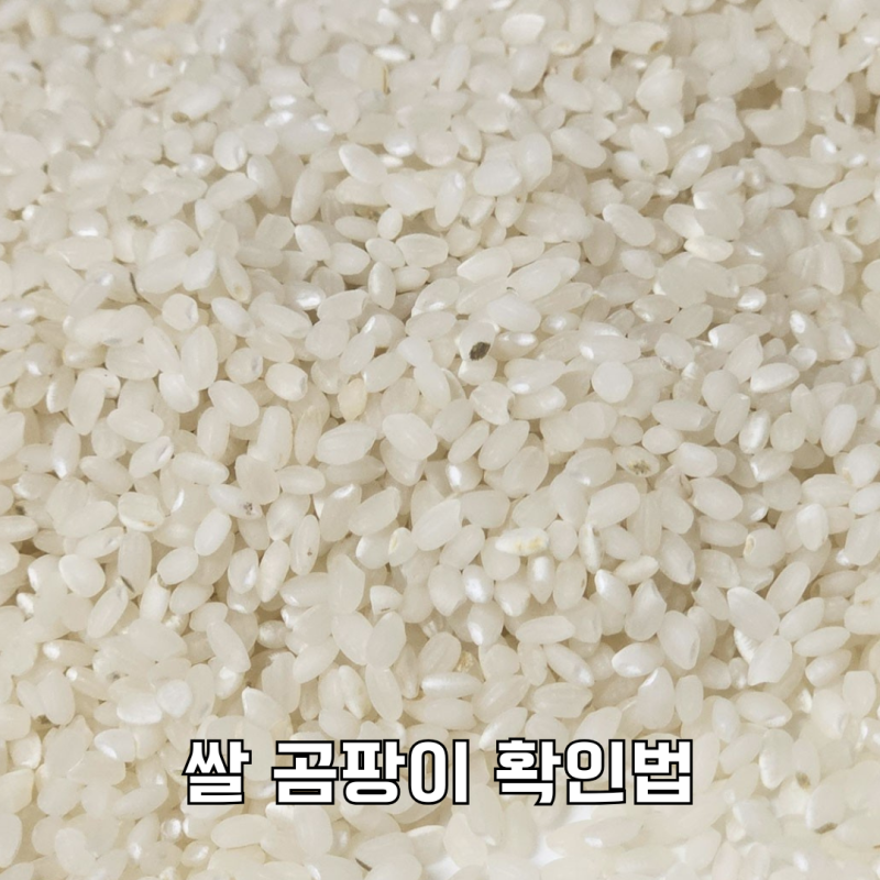 쌀곰팡이 먹어도 될까 원인부터 버리는 법까지