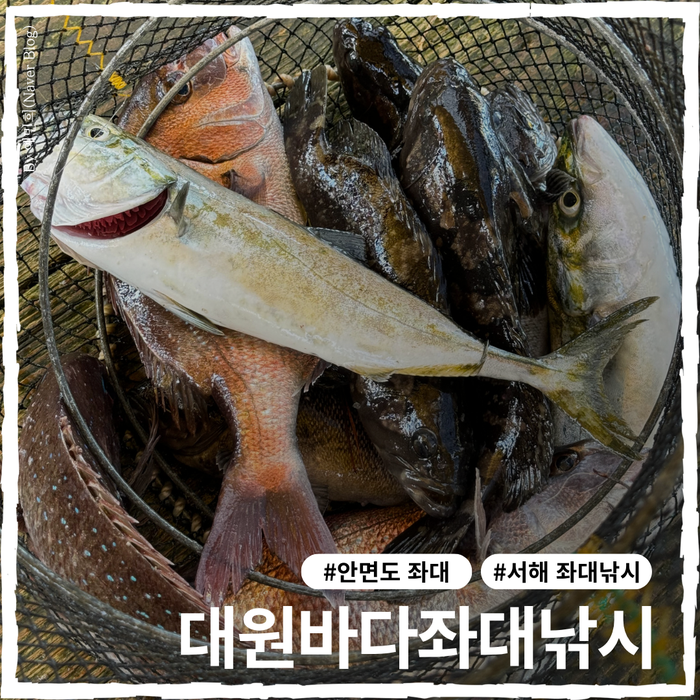안면도 서해 좌대낚시, 초보도 히트! 대원바다좌대낚시 솔직 후기
