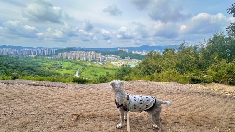 [대전 도솔산] 14살 강아지도 거뜬한 여름 산책 명소 둘레길
