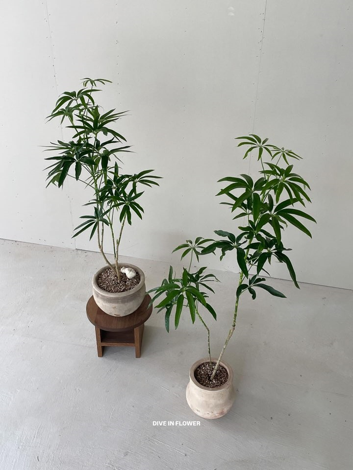 [Plant] 대나무 홍콩야자 쉐프렐라 감성 인테리어 식물