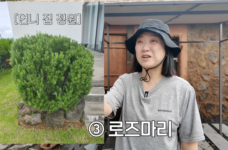 “김숙이 추천한 모기 퇴치 식물”... 베란다에 놓아둬도 모기 들끓는 진짜 까닭