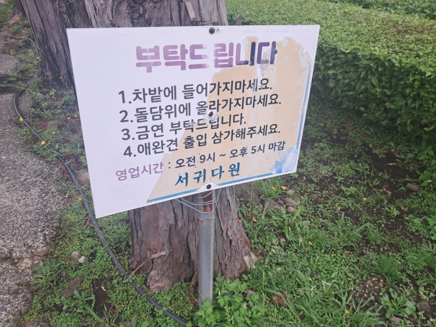 서귀다원 사진 2
