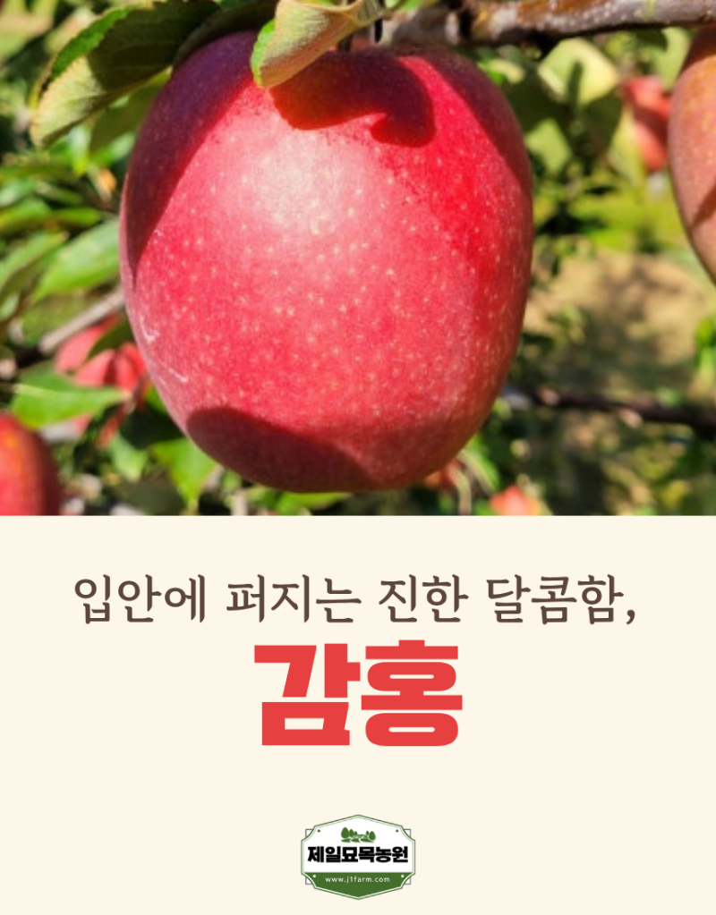 감홍 감홍사과 고당도사과 사과나무 사과묘목 가을사과 접목묘 이중접목묘