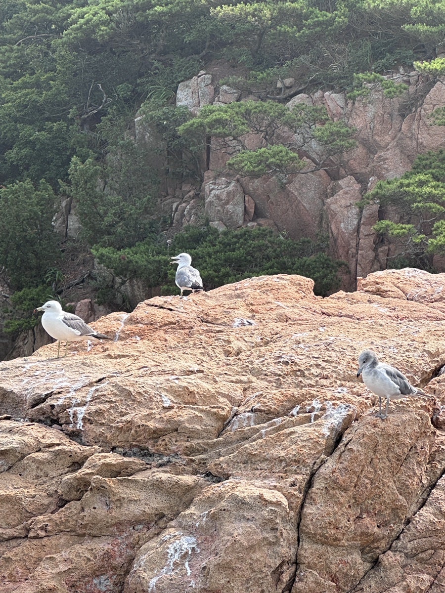 파이뎅 사진 6