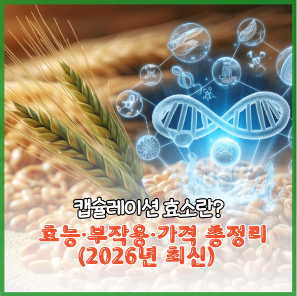 캡슐레이션 효소란? 효능·부작용·가격 총정리 (2026년 최신)