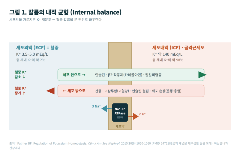 새로운 칼륨약-로켈마와 함께 투석환자 칼륨 섭취 줄이기