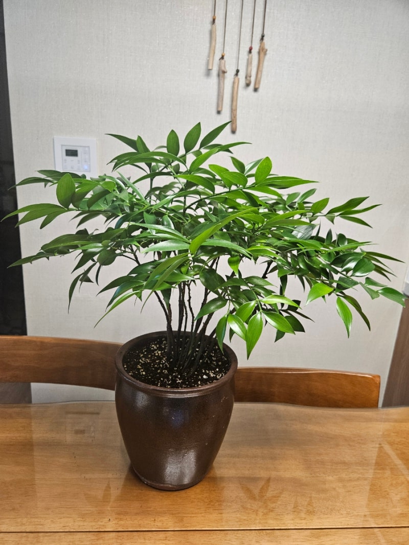 베란다 정원 소식: 올리브나무, 죽백나무 가지치기와 나한송, 치자나무, 뱅갈고무나무의 싱....