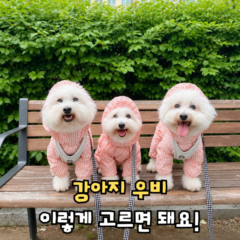 비오는날 강아지 산책, 우비 비옷 고르는 3가지 팁