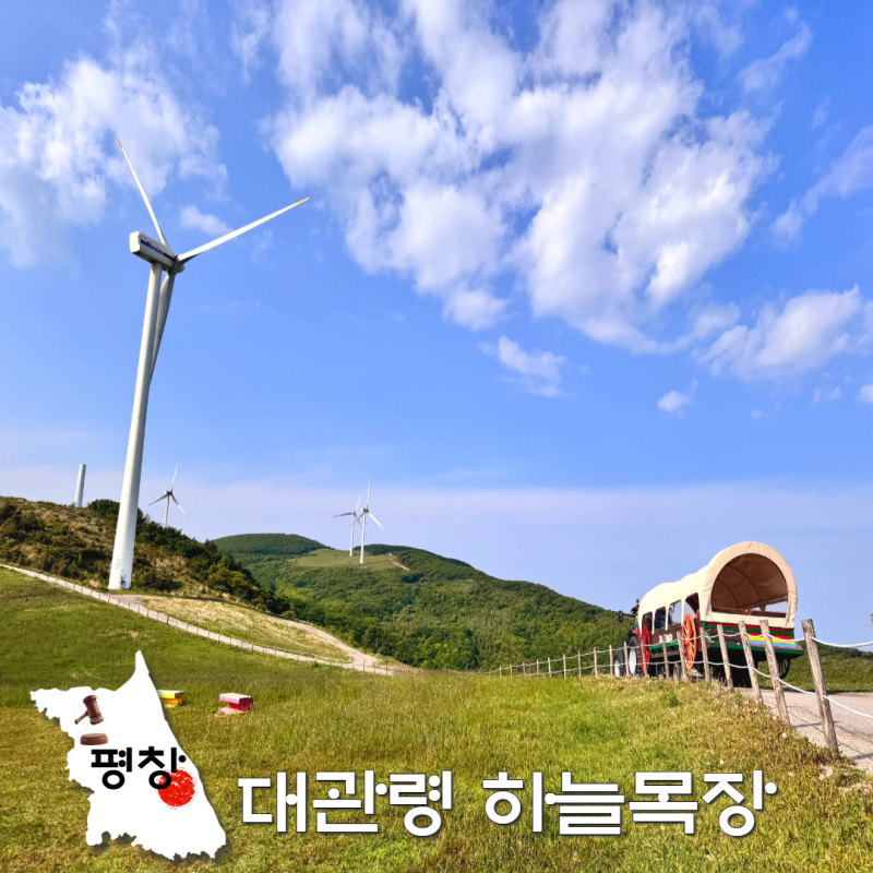 강원도 여름 가볼만한곳! 평창 대관령 하늘목장 트랙터 마차 애견동반 여행
