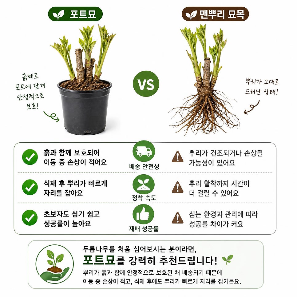 두릅 사진 1