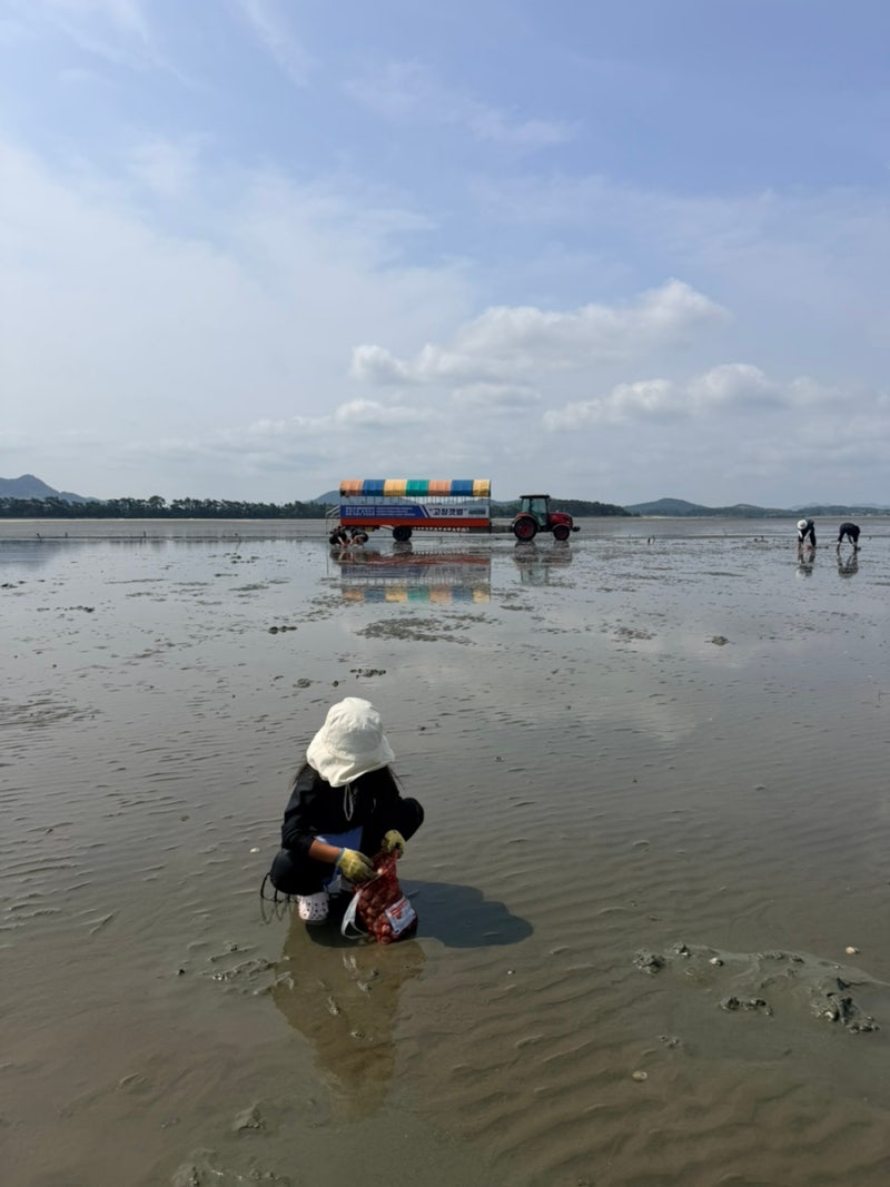 [한국여행] 고창 아이와 가볼만한곳 | 만돌갯벌체험장, 상하농원, 매일유업 공장견학