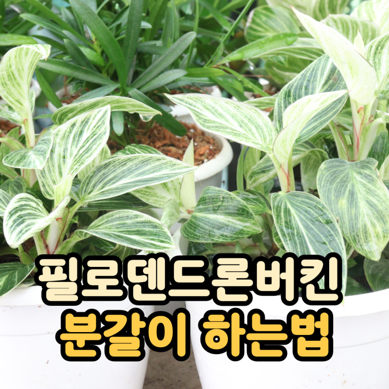 필로덴드론버킨 분갈이 하는법 제대로 알아보기