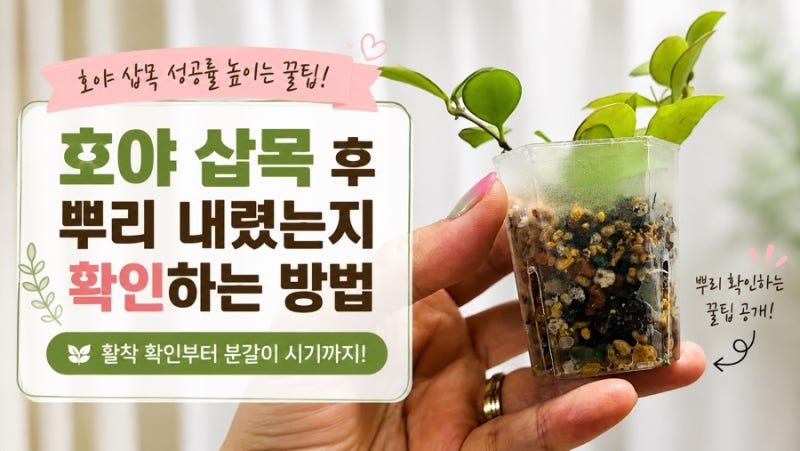 호야 삽목 후 뿌리 내렸는지 확인하는 방법! 분갈이는 언제 해야 할까?