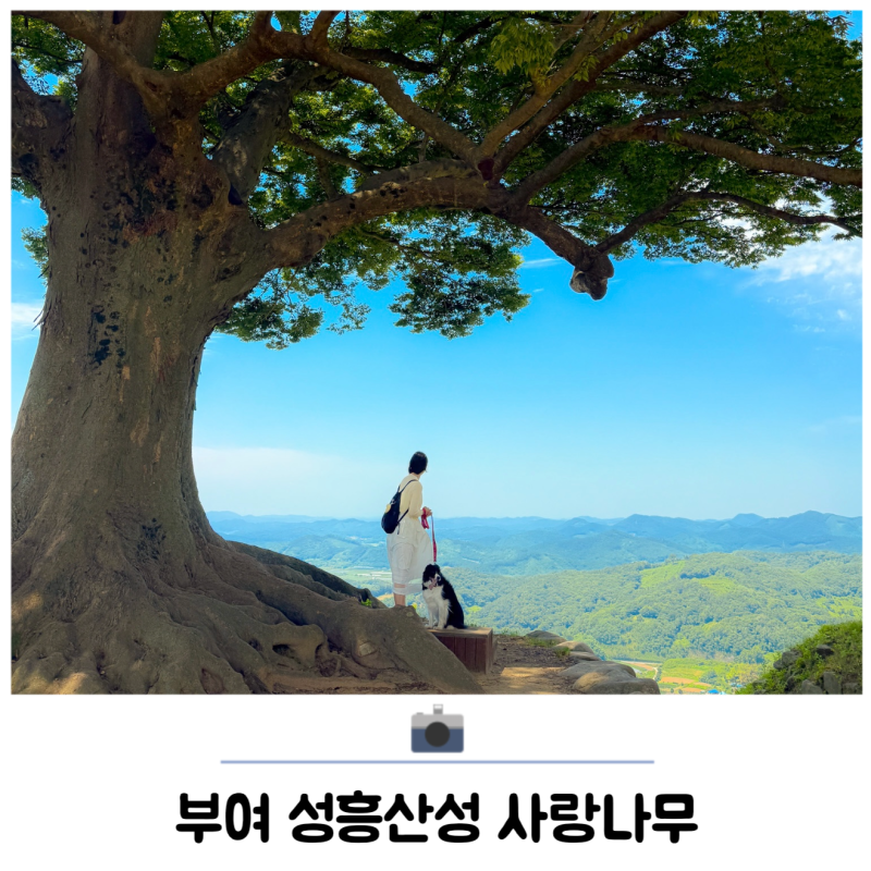 충남 부여 가볼만한곳 성흥산성 사랑나무 포토존 명소