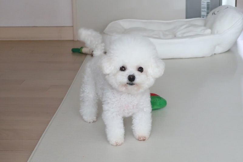 강아지 꿈 해몽, 재미로 보기 좋은 여러 개꿈!