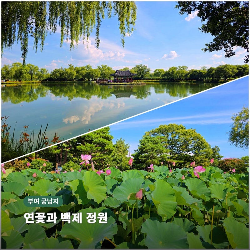 扶余宮南池蓮のレビュー｜夏の蓮の名所で出会った百済王室庭園