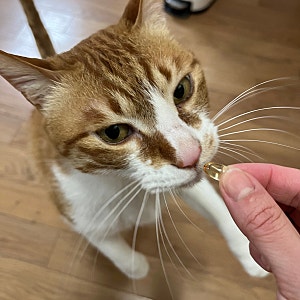 고양이 피부 딱지 생기는 이유 가지, 뾰루지 안 나게 관리하자