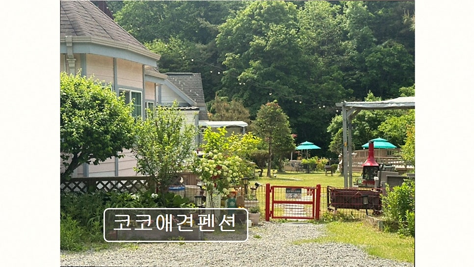 코코애견펜션 사진 2