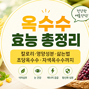 옥수수 효능 총정리｜칼로리·영양성분·삶는법·초당옥수수·자색옥수수까지