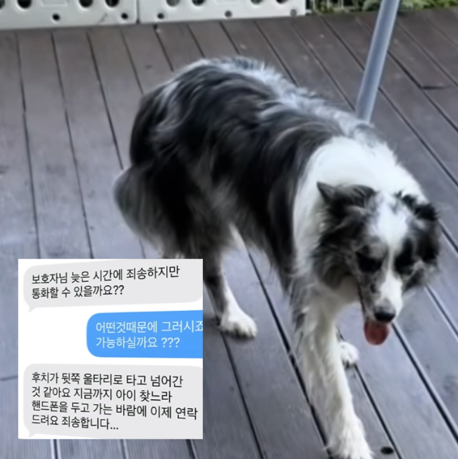 반려견 실종됐다던 <b>애견호텔</b>.. 알고보니 CCTV 삭제 후 죽음 은폐