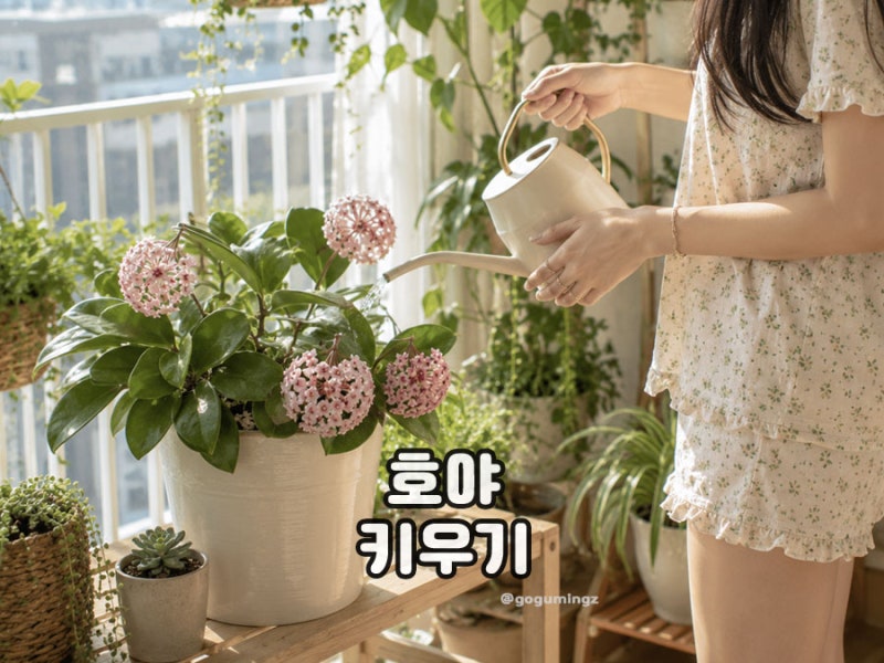 하트 호야꽃 언제 필까? 꽃 피는 시기와 피우기 방법