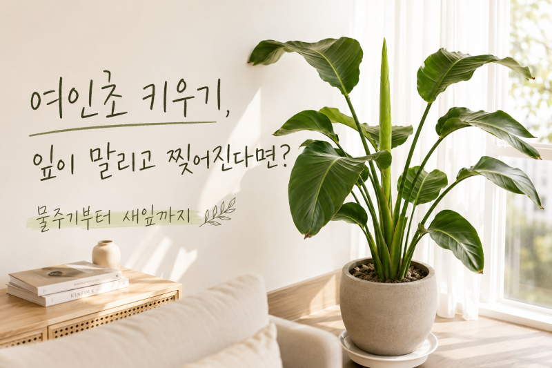 여인초 키우기, 잎이 말리고 찢어진다면? 물주기부터 새잎까지