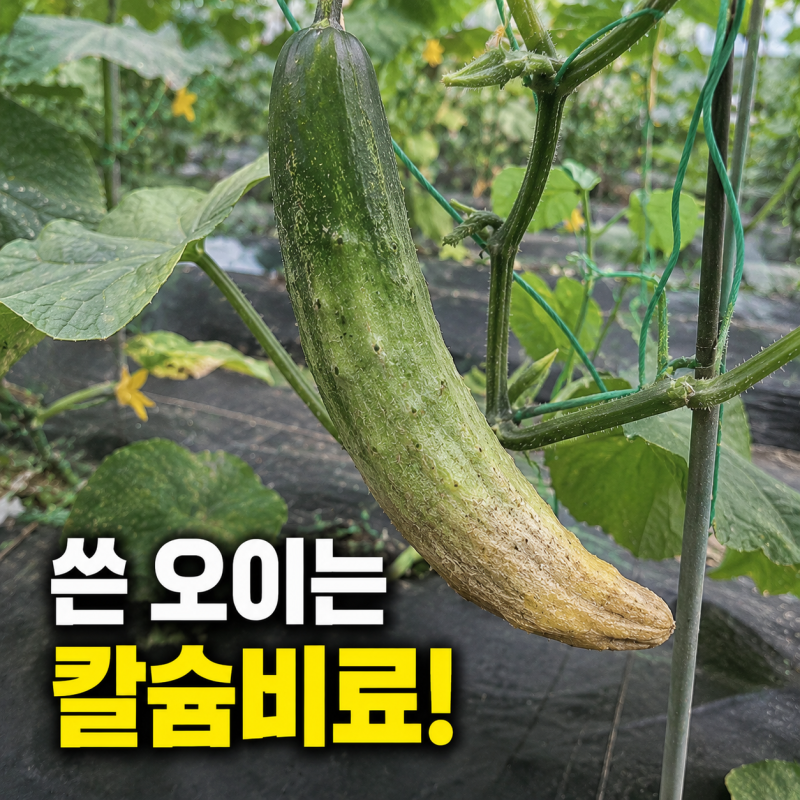 쓴맛 나는 오이? 칼슘 비료 뿌리세요! 사용 방법 정리