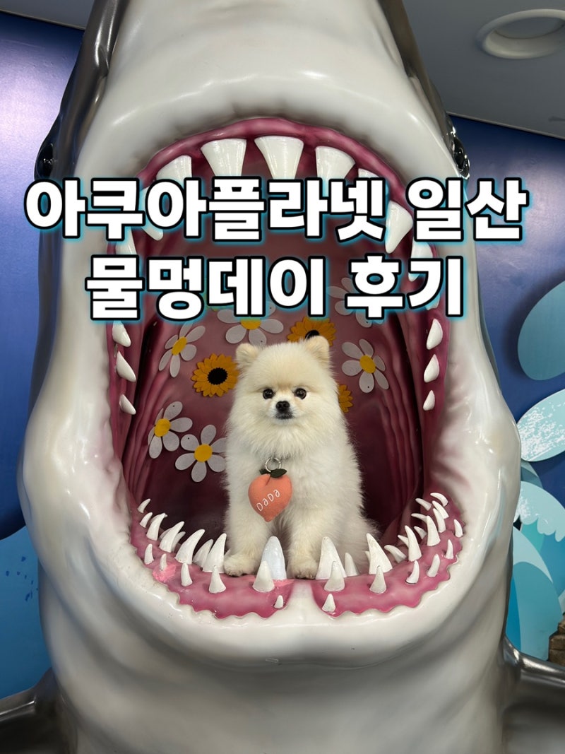 아쿠아플라넷 일산 물멍데이 | 비 오는 날 강아지와 아쿠아리움 실내 나들이