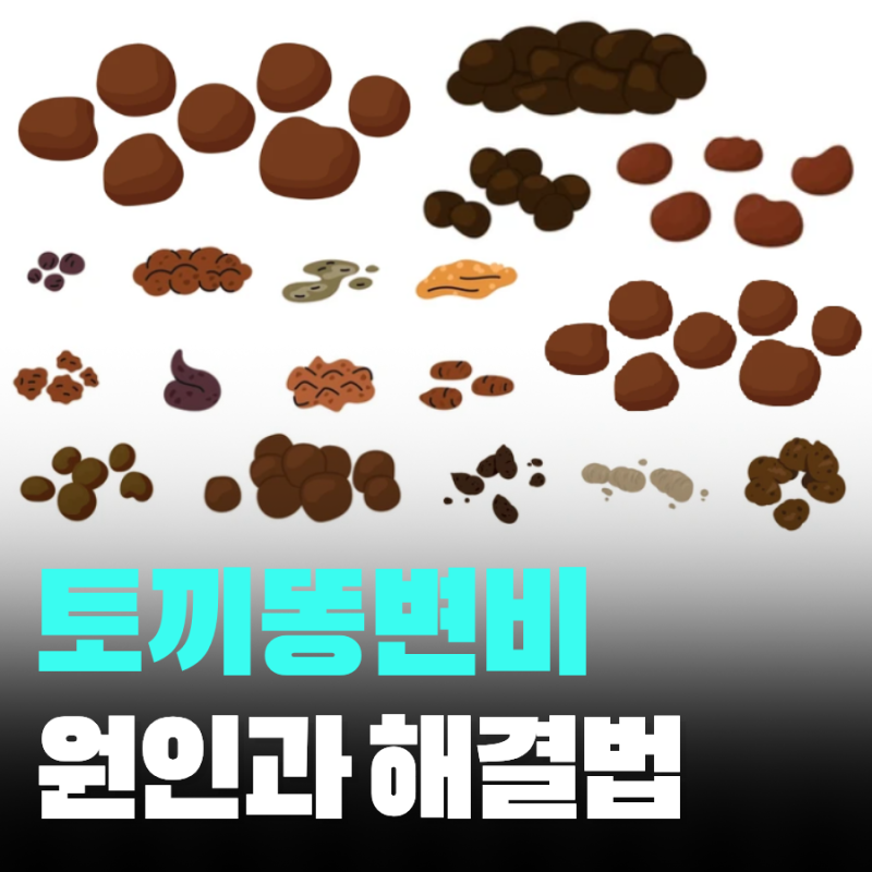 토끼똥 변비 원인과 빠르고 확실한 해결법