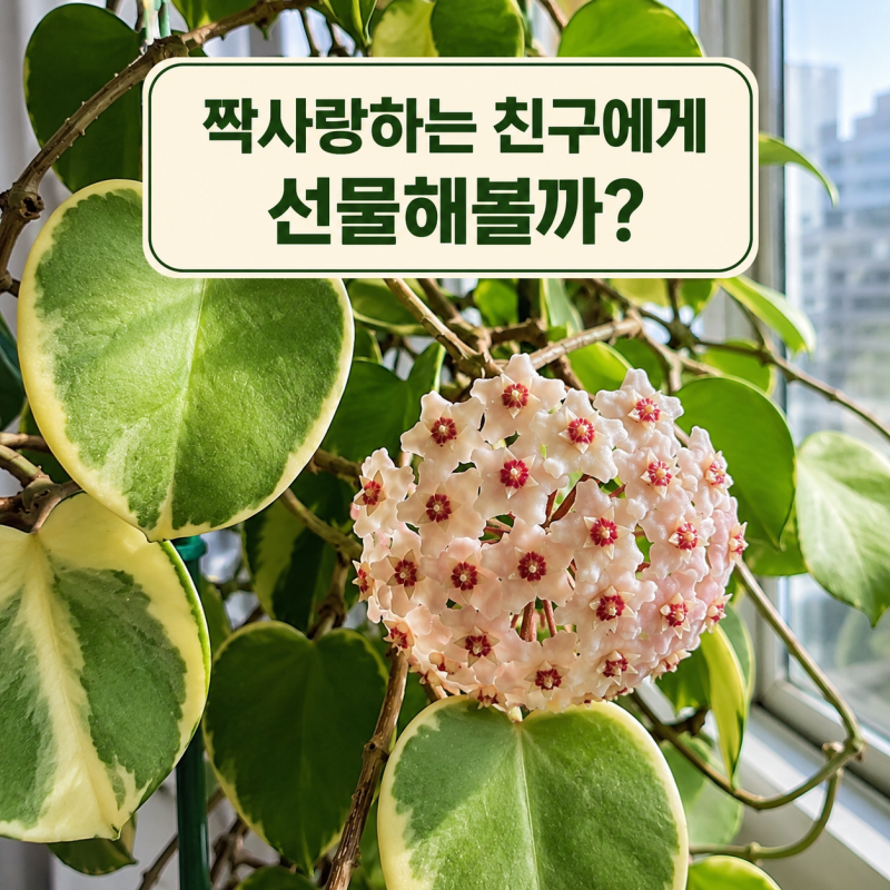 "기다리는 사랑?" 하트호야 키우기 초보도 꽃까지 보는 관리법