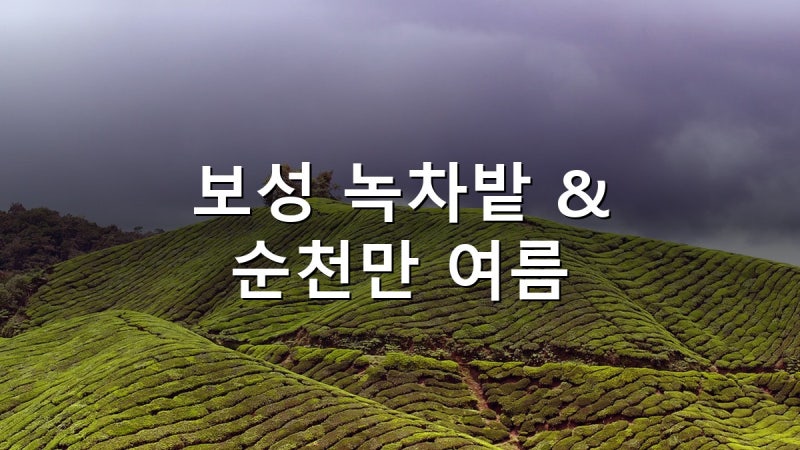 보성 녹차밭 + 순천만 국가정원 여름 가성비 뚜벅이 총정리 2026 — 입장료·코스·1인 예산 비....