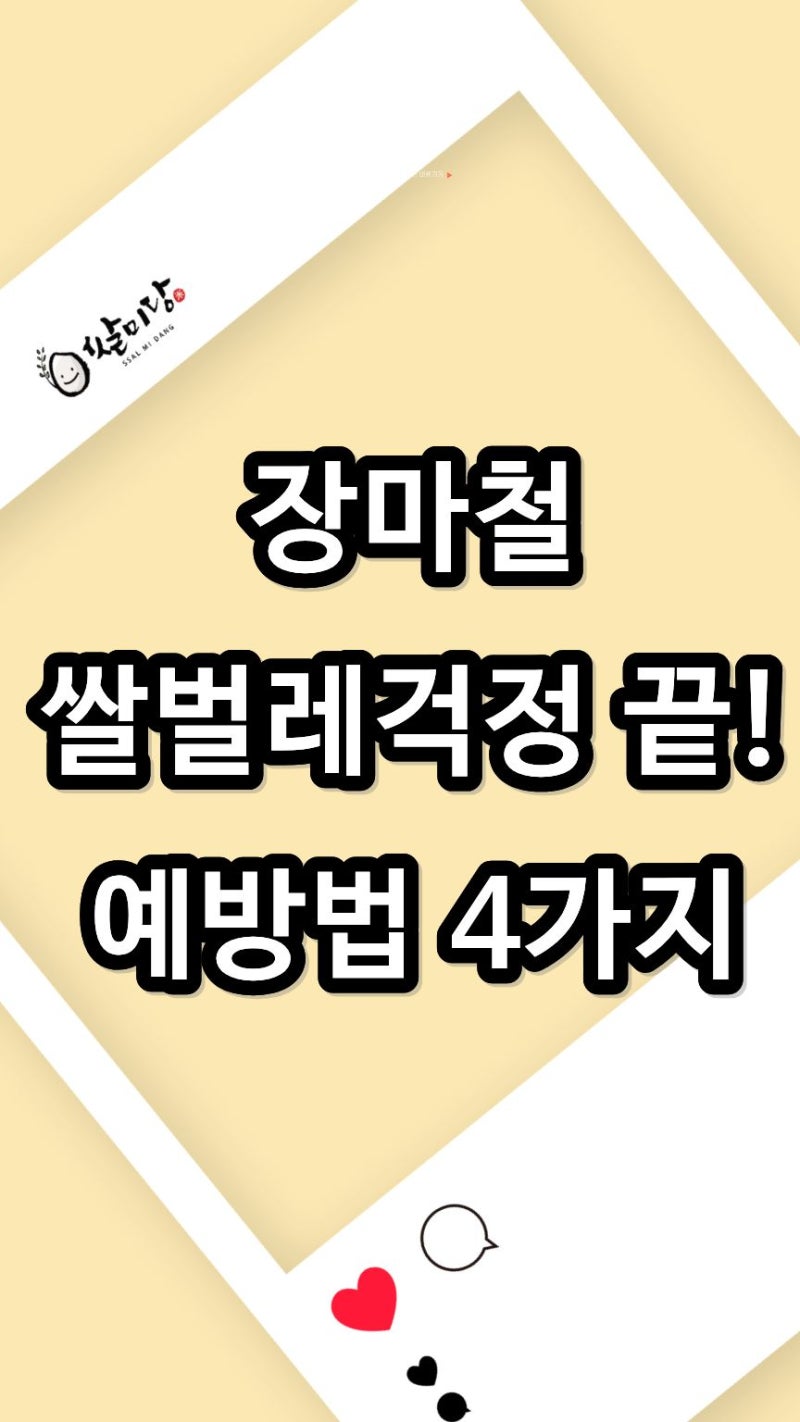 여름철 쌀벌레 생기는 이유? 누구나 따라 하는 현실적 예방법 4가지와 대처법