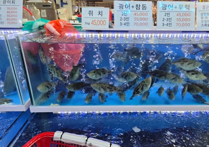 배불리 사진 1