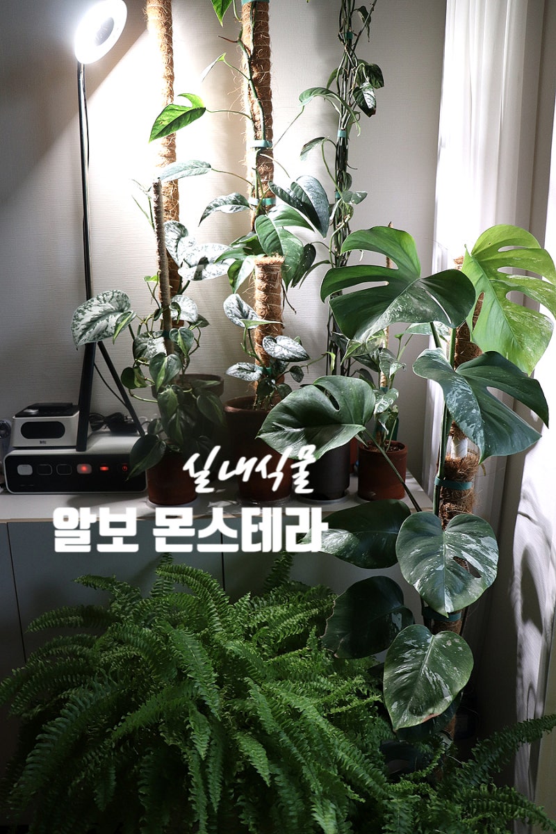 실내식물 알보 몬스테라 키우기 적응 후 찢잎까지 성장이야기