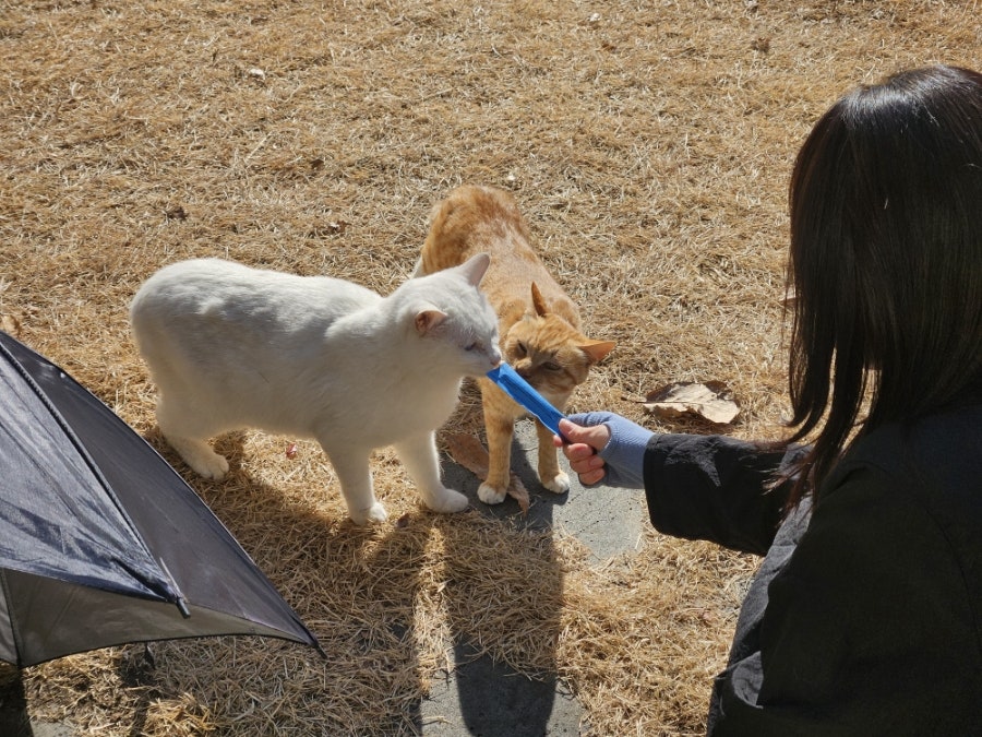 무탈히 사진 6