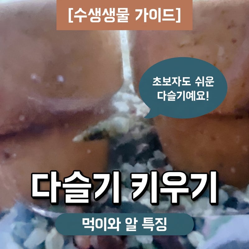 동물종류 다슬기 키우기 먹이 다슬기알 특징