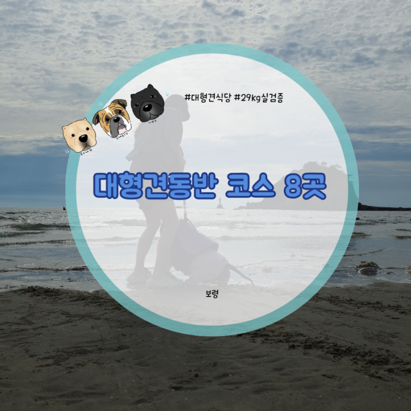보령 대형견 동반 코스 카페 부터 식당 관광지 까지 직접 다녀온 8곳 추천