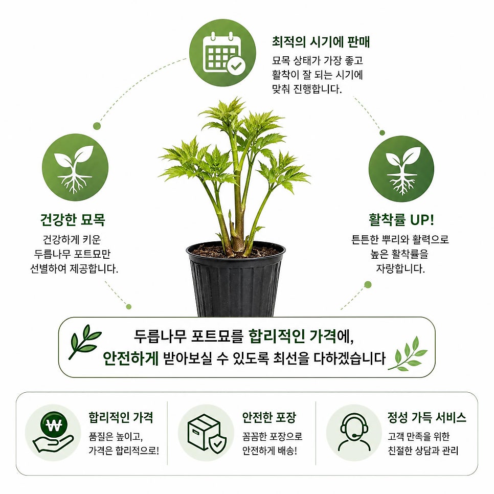 두릅 사진 4