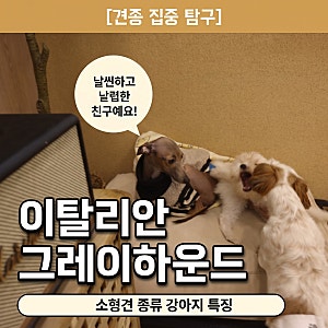 소형견 종류 이탈리안 그레이하운드 털빠짐 강아지 수명 특징