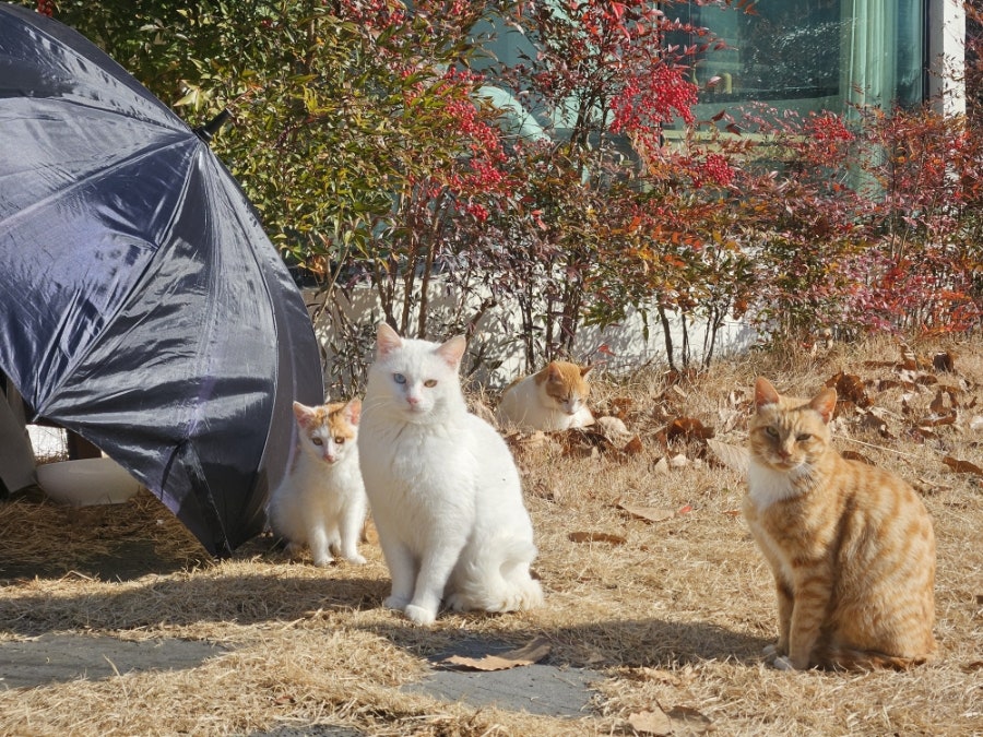 무탈히 사진 3