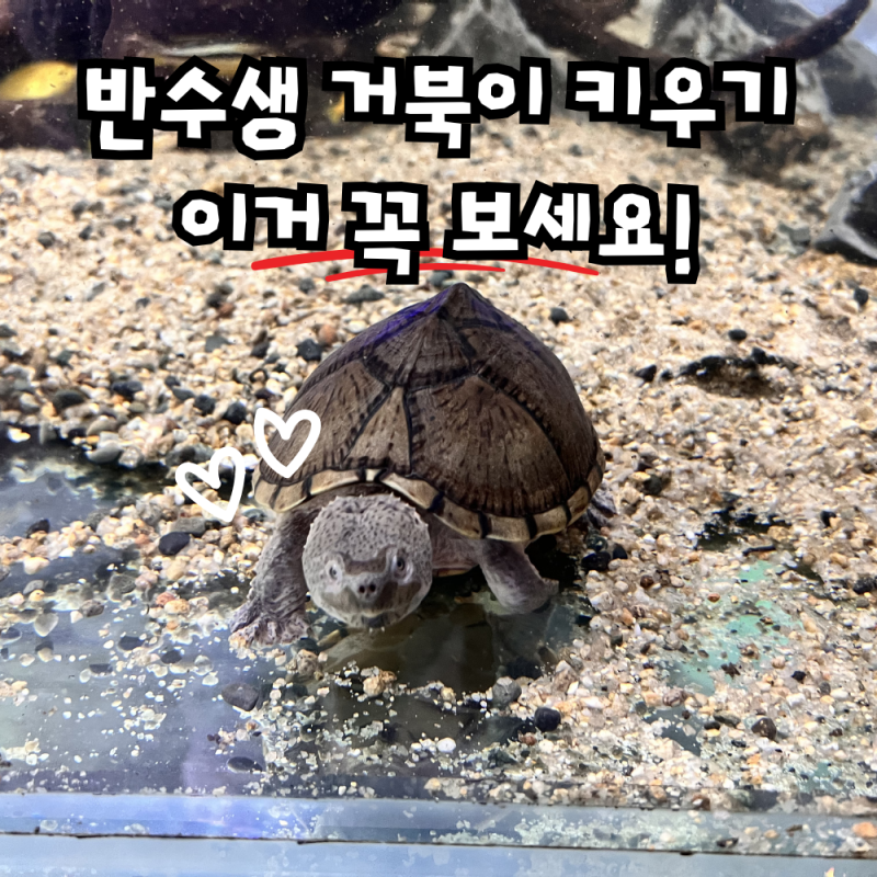 반수생 거북이 종류 키우기, 수조 램프 쉼터 꼭 필요할까