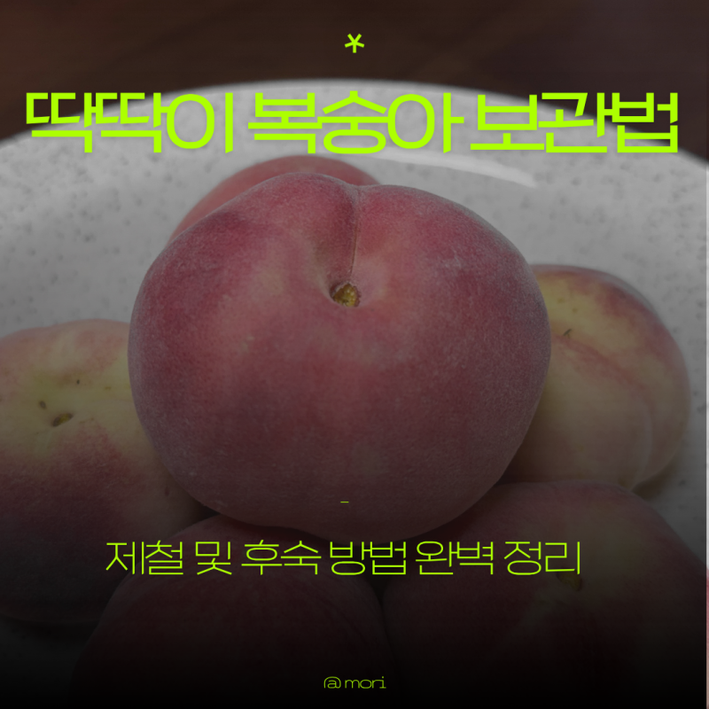 실패 없는 딱딱이복숭아 대극천 보관법 제철 및 후숙 방법 완벽 정리